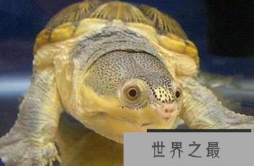 窄桥蛋龟有着异常可爱的样貌，但脾气非常暴躁