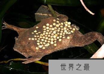 揭秘奇特南美负子蟾背着受精卵完成孵化