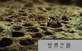 揭秘奇特南美负子蟾背着受精卵完成孵化