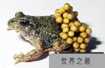 揭秘奇特南美负子蟾背着受精卵完成孵化