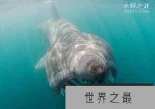 加勒比海姥鲨重现海洋，人类成为姥鲨的天敌