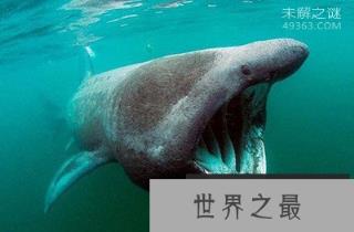 加勒比海姥鲨重现海洋，人类成为姥鲨的天敌