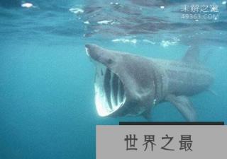 加勒比海姥鲨重现海洋，人类成为姥鲨的天敌