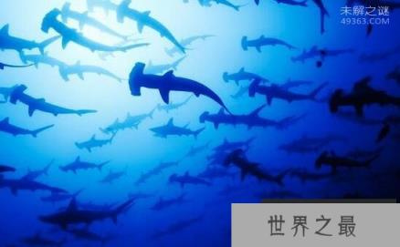 奇特的锤头鲨拥有全角度的视野