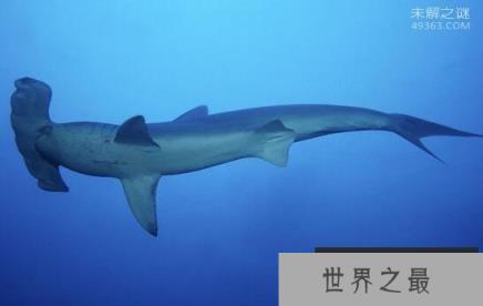 奇特的锤头鲨拥有全角度的视野