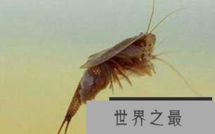 世界上最古老现存动物:皱鳃鲨存活了1.5亿年