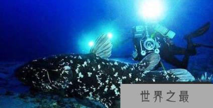 世界上最古老现存动物:皱鳃鲨存活了1.5亿年