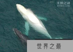 各种各样罕见白化动物似外星生物