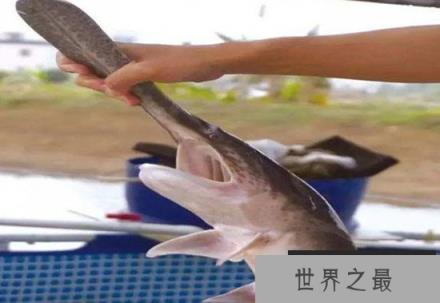 世界10大长相丑陋凶残的淡水鱼