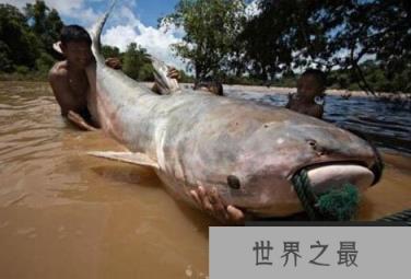 巨型哲罗鲑:喀纳斯湖水怪是巨型哲罗鲑