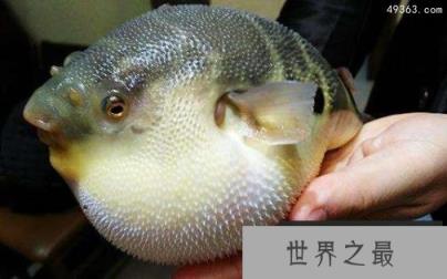 比氰化钾还厉害500倍的河豚毒素有多猛!