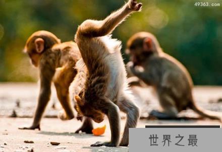 最新研究发现猴子间存在有偿性行为