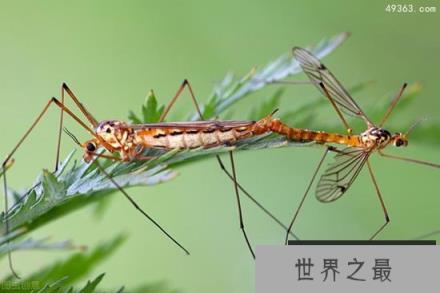 最新研究发现猴子间存在有偿性行为