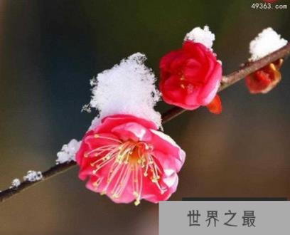 十大不吉利花排行榜，不要被美丽的外表蒙骗!