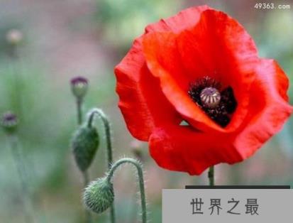 十大不吉利花排行榜，不要被美丽的外表蒙骗!