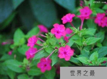 十大不吉利花排行榜，不要被美丽的外表蒙骗!