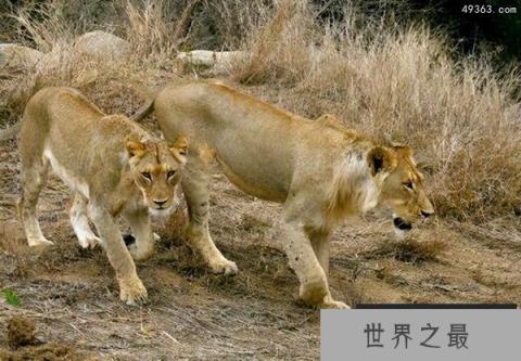 史上最悲壮的雄狮冥河男孩，冥河男孩最后的时光