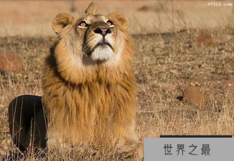 史上最悲壮的雄狮冥河男孩，冥河男孩最后的时光