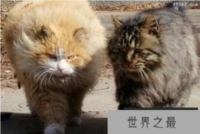 了解猫的行为和表示好感，你真的确定了解它