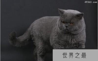 了解猫的行为和表示好感，你真的确定了解它