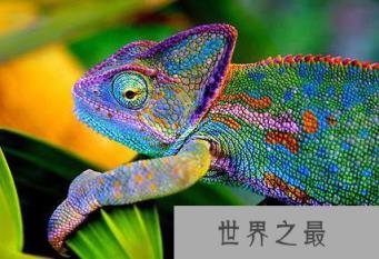 视力最好的动物排行榜,变色龙具有360度视力(聚焦眼球) 视力最好的动物排行榜,变色龙具有360度视力(聚焦眼球)