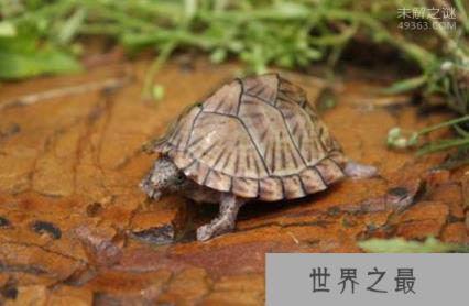 剃刀龟要怎么养?世界上最凶的乌龟