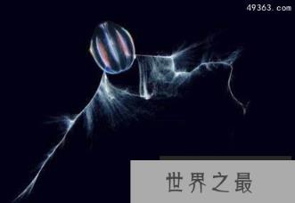 分布在南极洲的特殊生物:南极羽毛星竟有20只触手