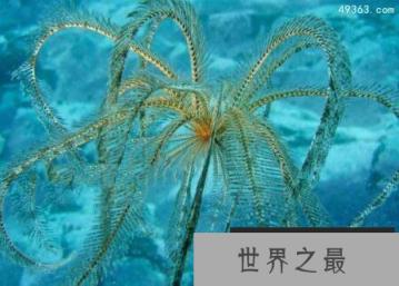 分布在南极洲的特殊生物:南极羽毛星竟有20只触手