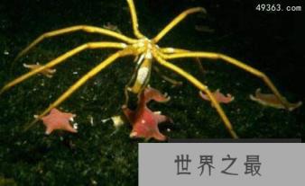分布在南极洲的特殊生物:南极羽毛星竟有20只触手