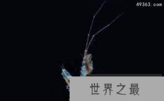 分布在南极洲的特殊生物:南极羽毛星竟有20只触手