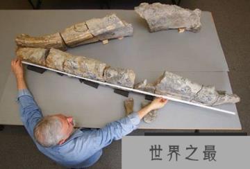 震惊世界的完整版上龙化石“海怪”