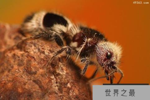 熊猫蚂蚁不是蚂蚁,像极了熊猫却十分凶残