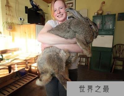 世界上最重的兔子:拉尔夫