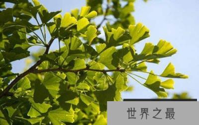 自然界十大活化石 印度紫蛙与恐龙共存7000万年