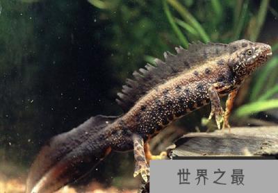 普氏锯齿螈，远古河流中的＂混世魔王＂(最后被鳄鱼打跨)