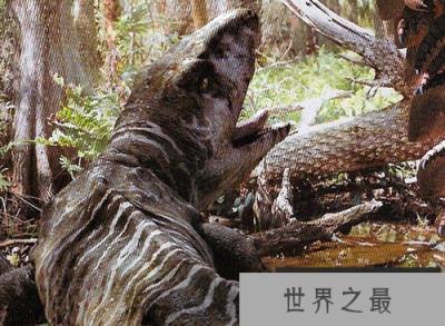 普氏锯齿螈，远古河流中的＂混世魔王＂(最后被鳄鱼打跨)
