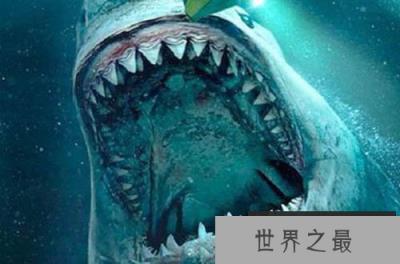 旋齿鲨的天敌是什么?被巨齿鲨秒杀