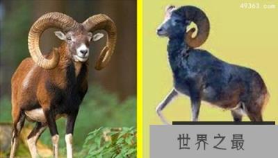 昂贵的野生动物：盘羊价值数十万美元