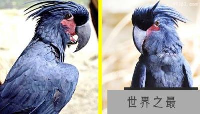 昂贵的野生动物：盘羊价值数十万美元