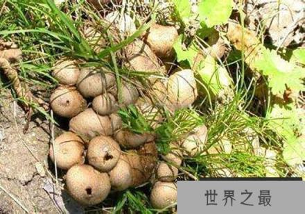 马勃菌为什么不能碰? 印第安人的“催泪弹”