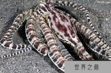 海洋中的顶级伪装高手，拟态章鱼的“千变万化”