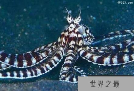 海洋中的顶级伪装高手，拟态章鱼的“千变万化”