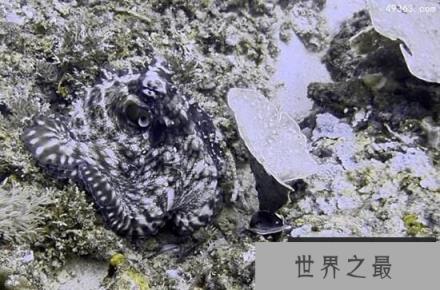海洋中的顶级伪装高手，拟态章鱼的“千变万化”