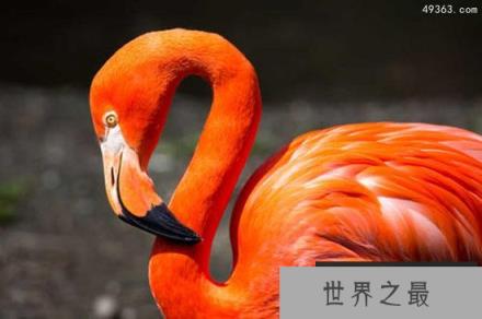 世界十大寿命最长鸟类，火烈鸟活了83岁