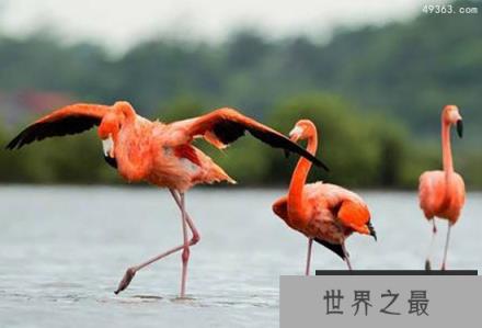 世界十大寿命最长鸟类，火烈鸟活了83岁