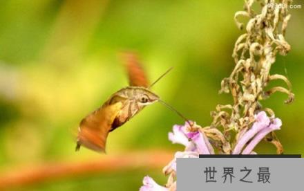 产于美国的稀有昆虫蜂鸟鹰蛾惊现湖南
