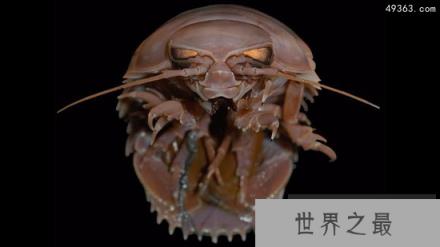 巨大且罕见动物：大王具足虫在日本尤其受欢迎