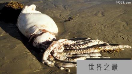 巨大且罕见动物：大王具足虫在日本尤其受欢迎