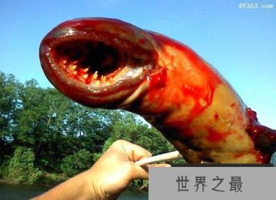 揭秘＂恐怖海怪＂之谜 专家称或为常见鱼类