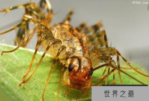 火山蚰蜒入耳的恐怖事件竟是假的,看到千万别打